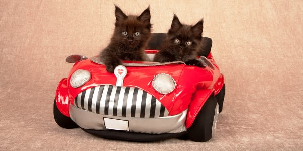 What to Pack When You're Traveling with Cats By Car