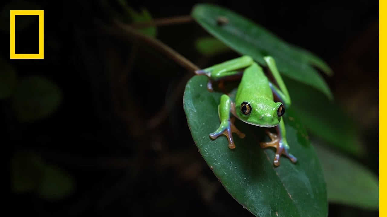 Amphibians Face Mass Extinction as Fungus Spreads Across the World | National Geographic