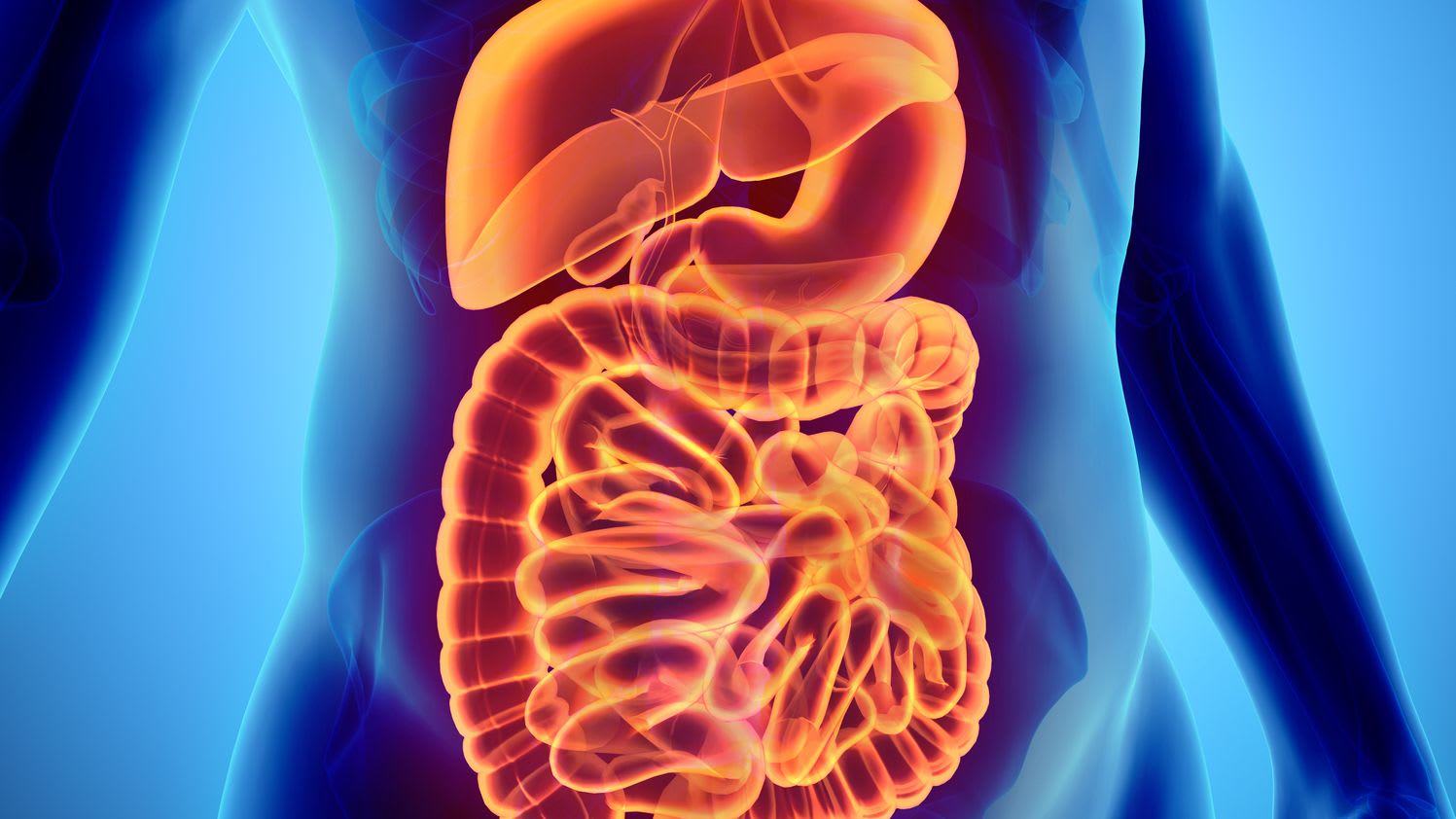 12 Facts About Your Digestive System