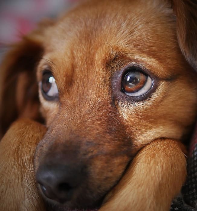 Natural Remedies for Your Pet's Anxiety
