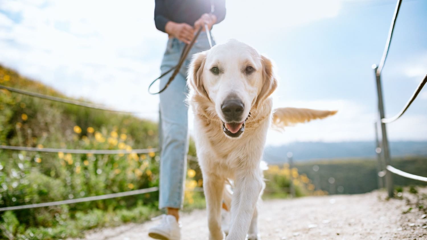 Here's How Often You Should Walk Your Dog