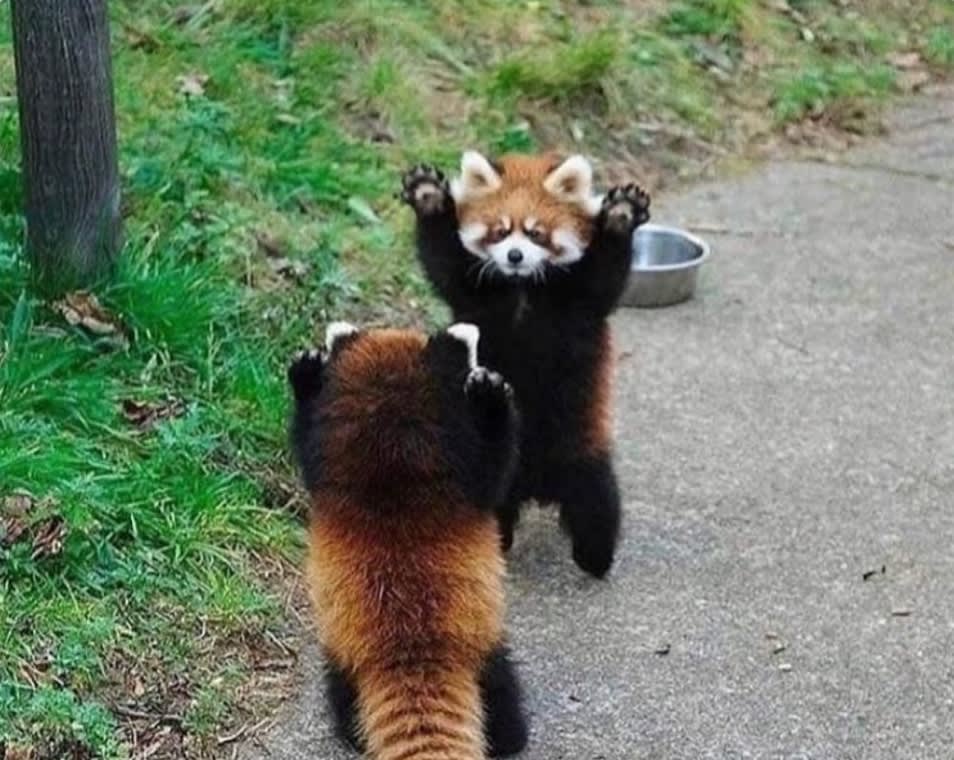 When they feel threatened, red pandas stand up and extend their claws to look bigger and more dangerous