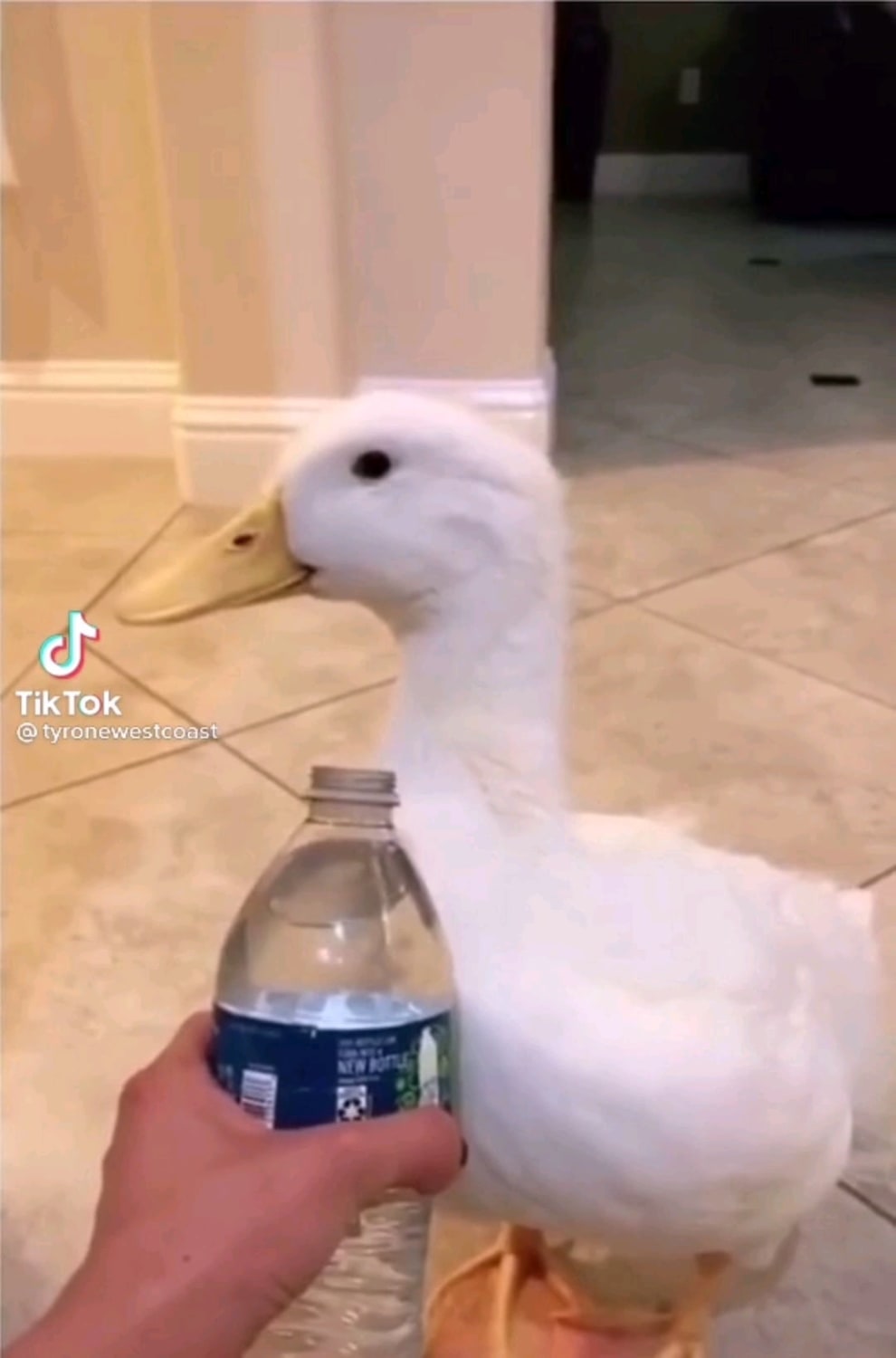 Look inside the water bottle duck