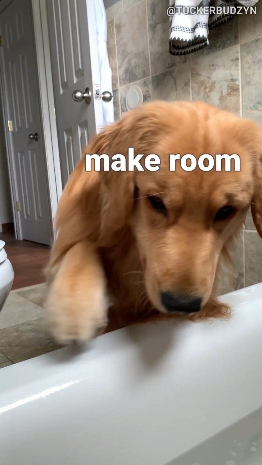 My Dog Tries to Get In the Tub With Me