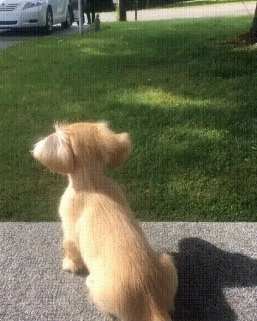 Puppy gets really excited every single time daddy comes back home from work.