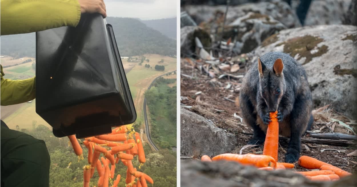 Australia Is Dropping Carrots From The Sky For Endangered Wallabies And It's Truly Heartwarming