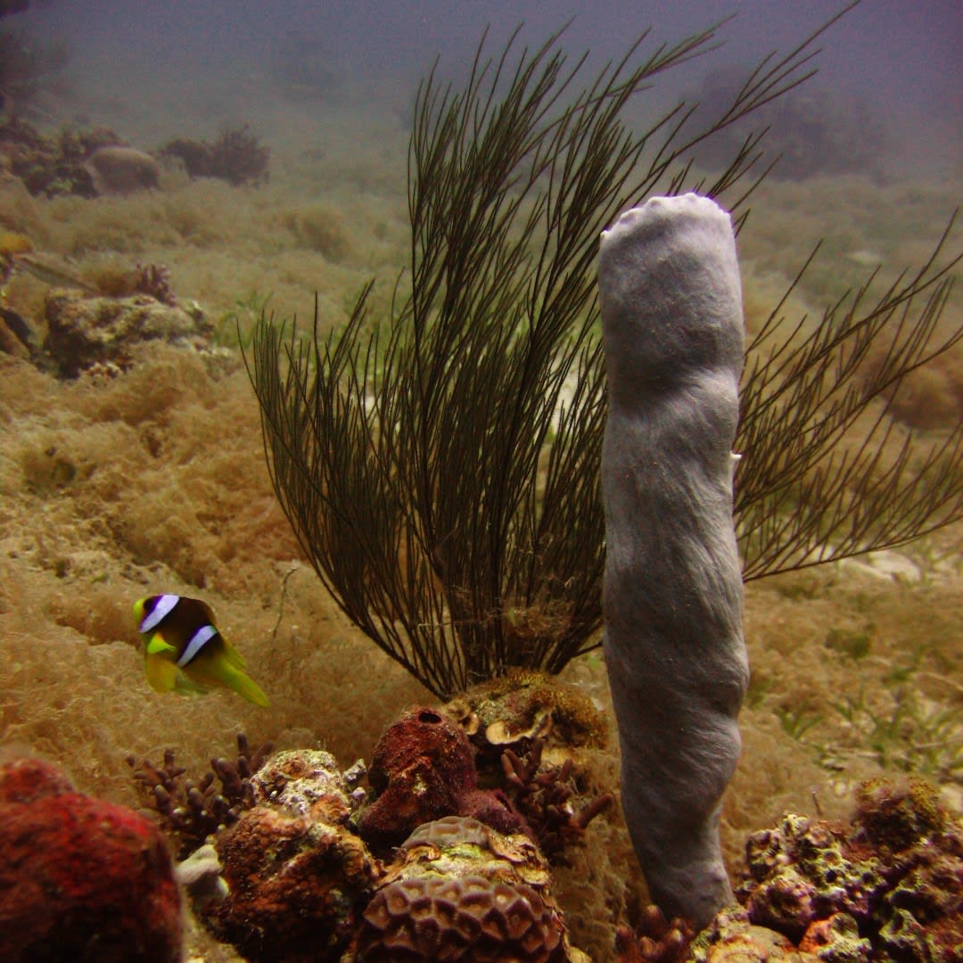 FUNFACT Hexactinosan sponges are a group of incredibly slowgrowing