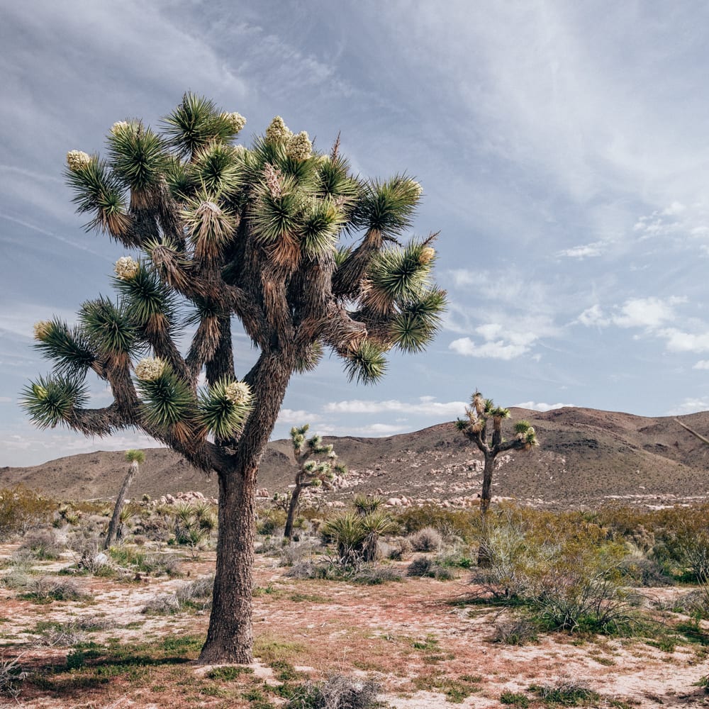 The Perfect Joshua Tree Day Trip: A One Day Itinerary