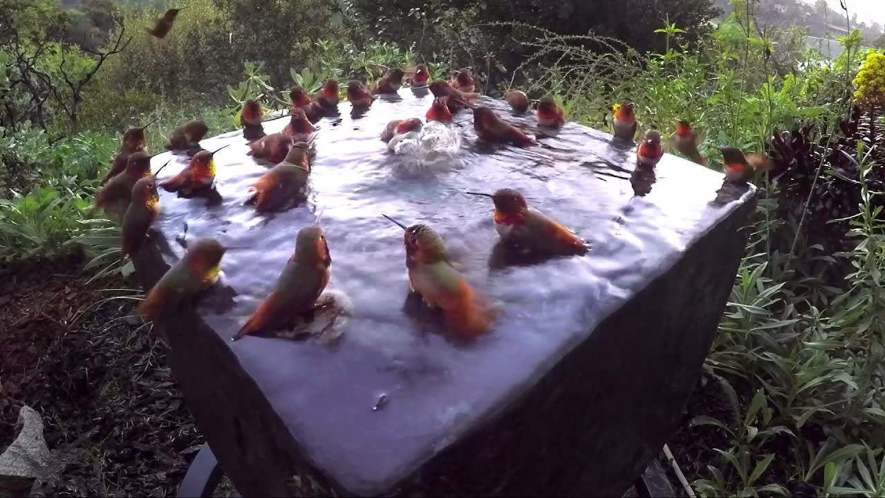30 Hummingbirds Partaking In a Bathing Ritual Together