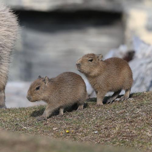 Companionable Capybaras