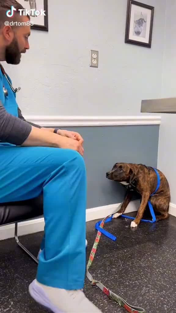 Heartbreaking how scared this poor pup is. The doctor is a perfection at handling him