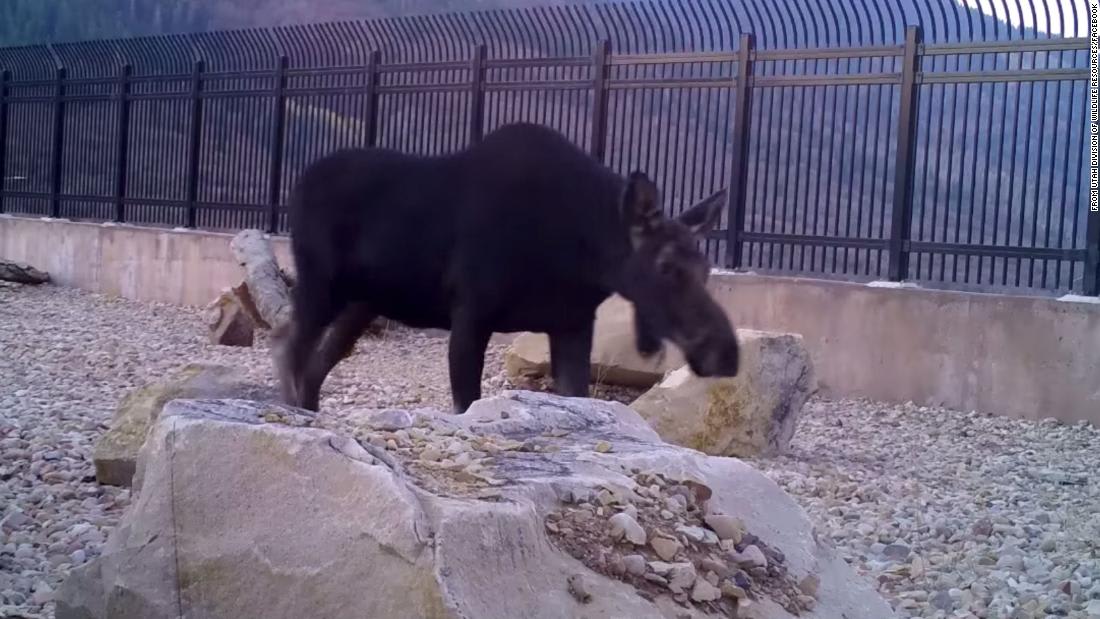 'It's working!': Utah officials thrilled to see animals using highway wildlife overpass