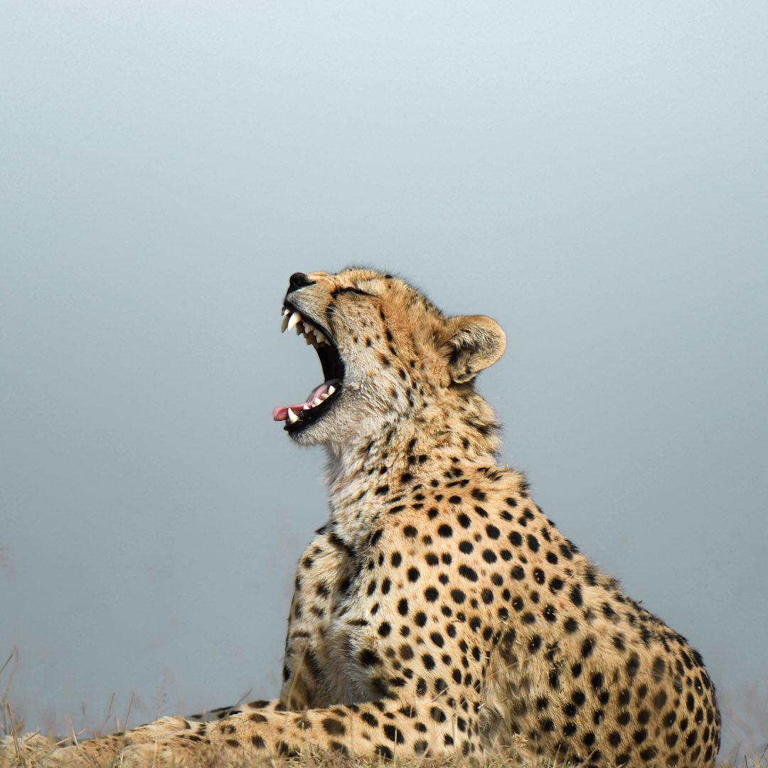 *insert cheetah screaming noises* 🐆 Did you know cheetahs can't roar? Instead, they make a variety of purring, chirping and yelping noises to communicate. ⁣ EarthCapture by Sw Mclean