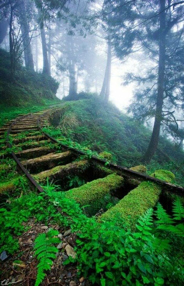Abandoned railroad tracks in forest.