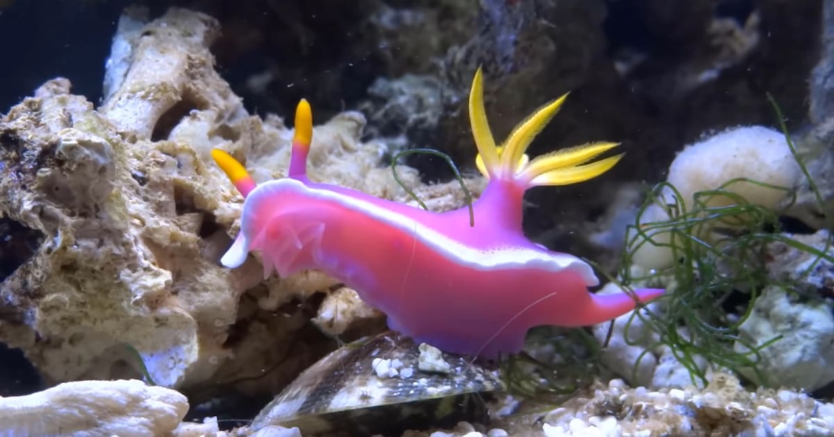 How do animals breathe underwater?