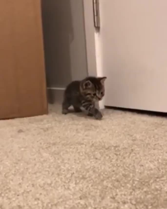 Getting ready to pounce