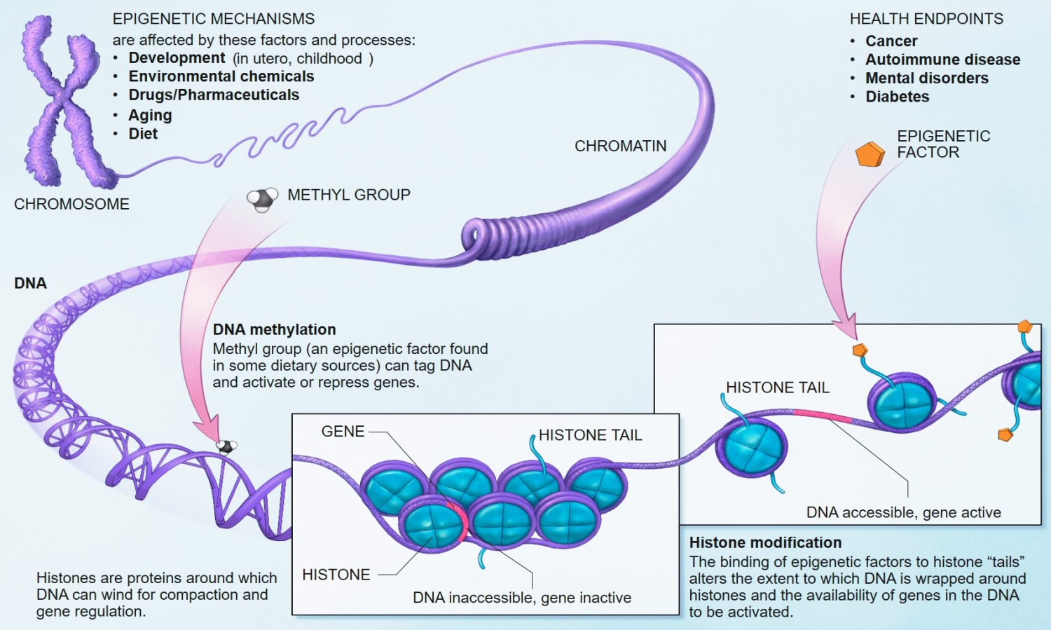 Two epigenetic regulators interfere with healthy aging - Padirac Innovations' blog