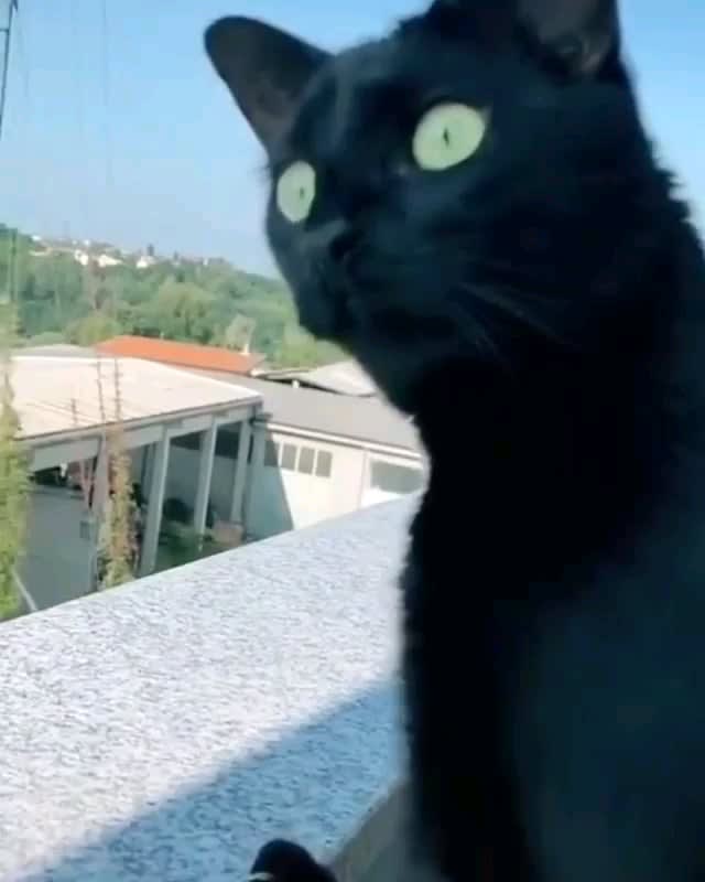 Cat hears neighbors arguing