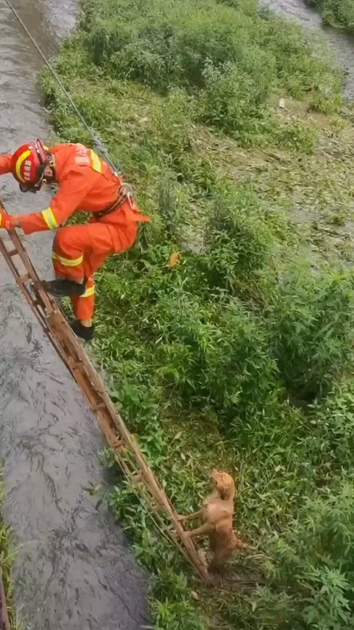Rescuing a dog trapped by flooding in China.