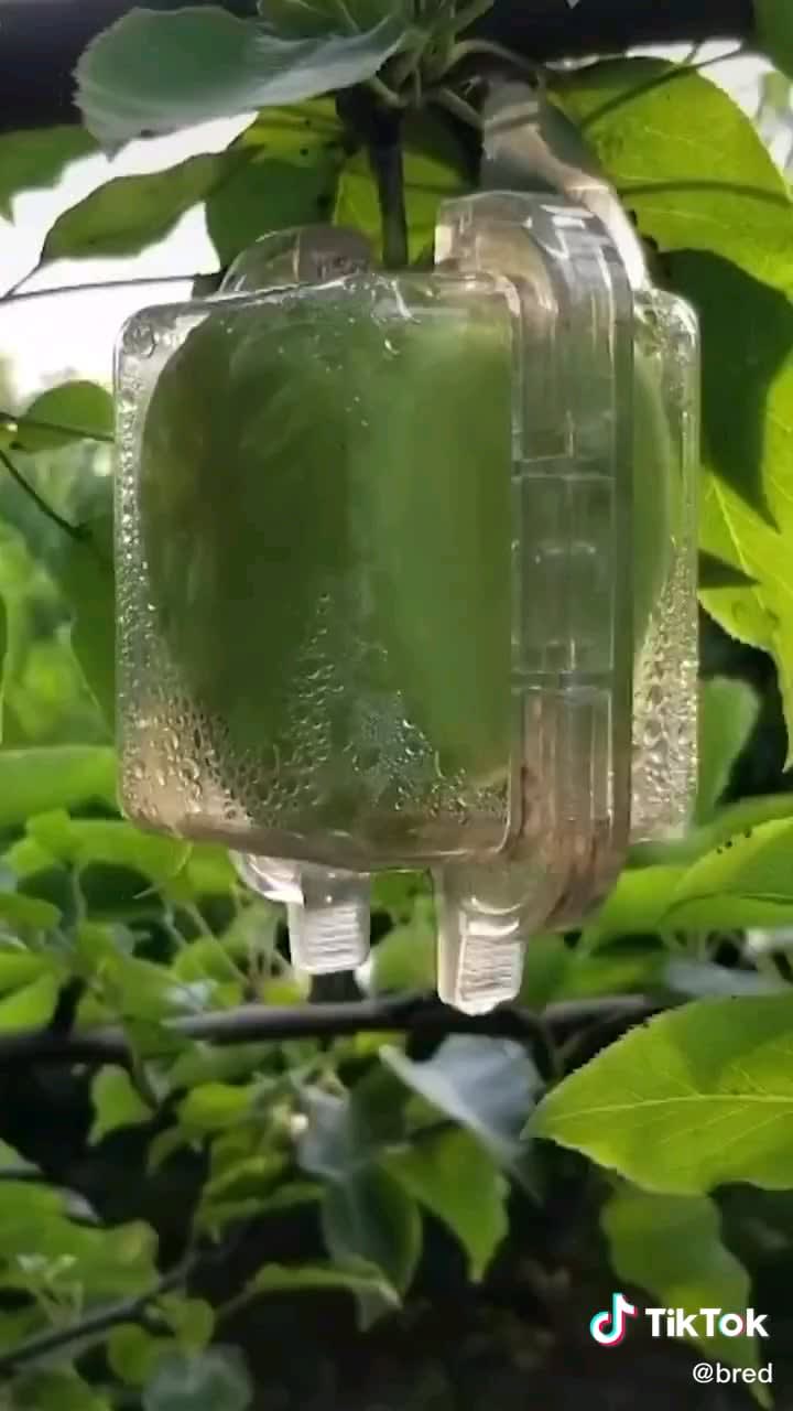 Growing a square apple