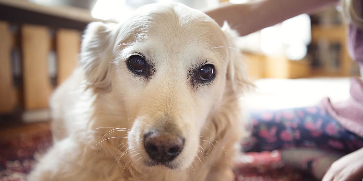 7 ways dogs shape our personalities without us realising