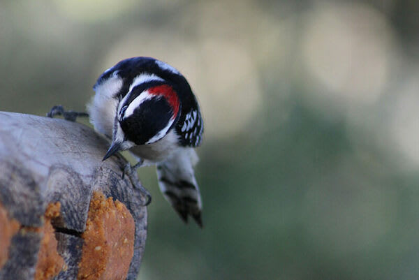 What's Going on Inside Woodpeckers' Brains?