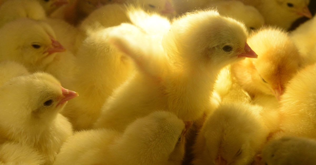 'Stop kissing, snuggling poultry', US health agency warns