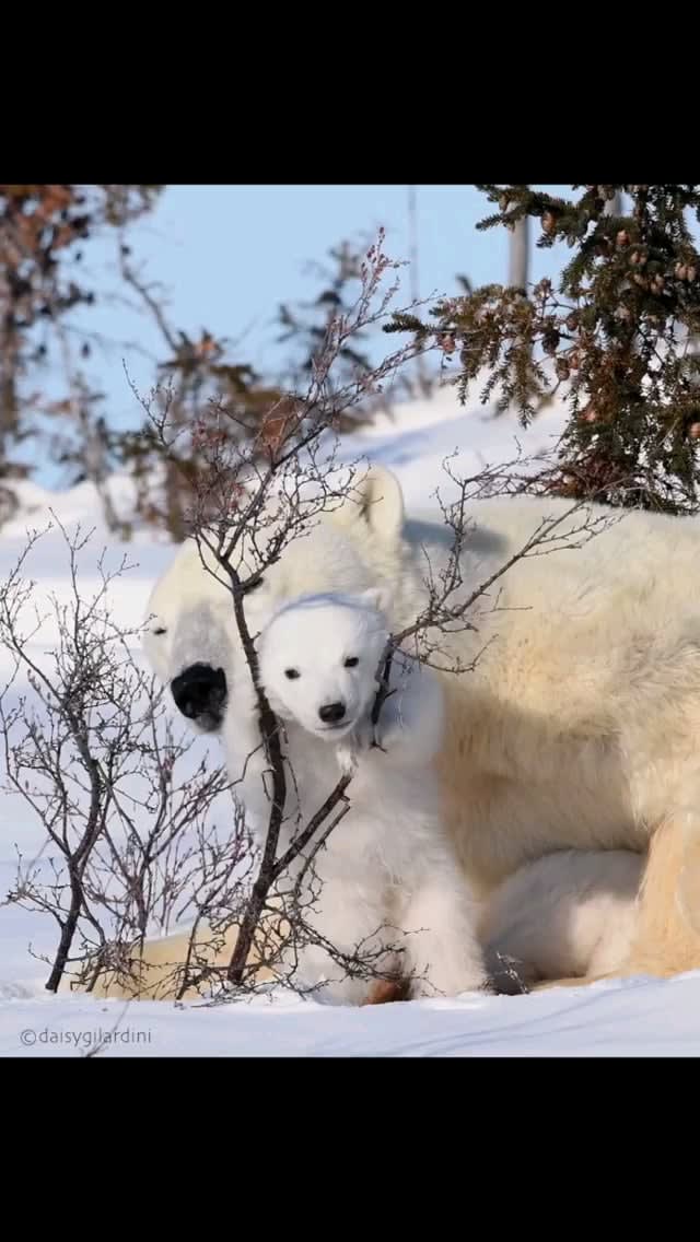 Polar bear momma and cub, Wspusk National Park, Canada 🐻