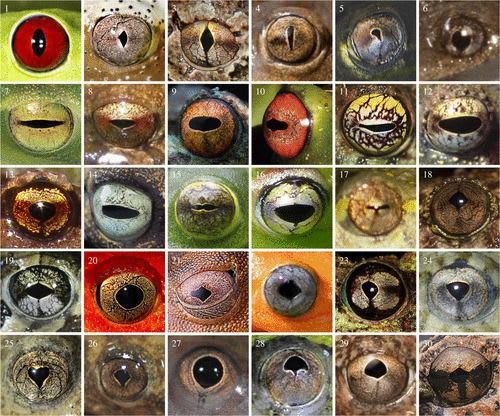 did-you-know-that-frogs-have-different-eye-shapes-scientists-have