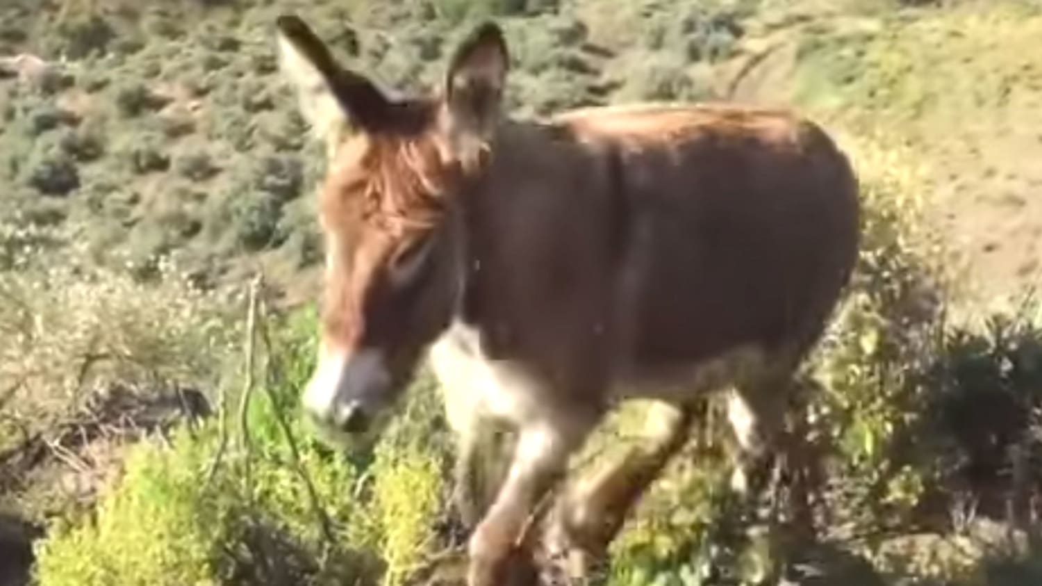 Man Enjoys The Sweetest Post-Lockdown Reunion With His Donkey