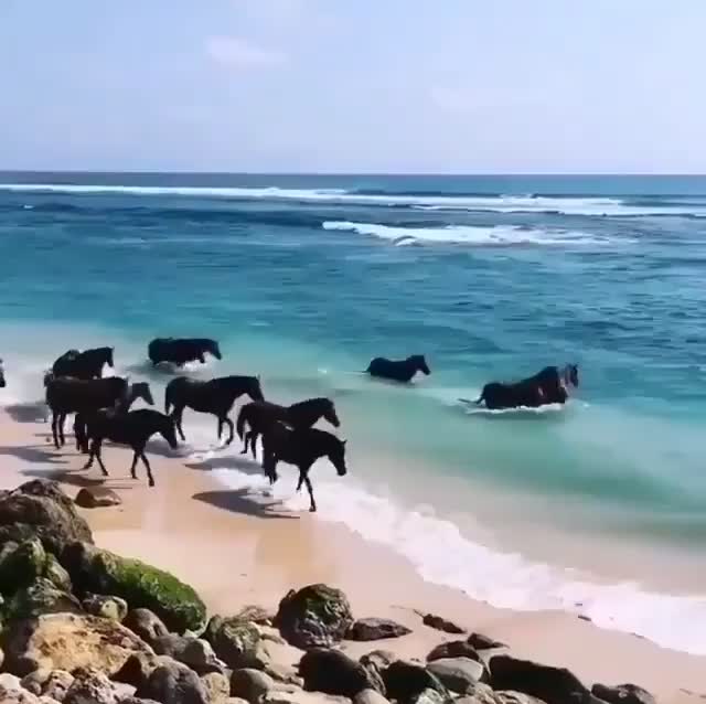Retired race horses having a day out at the beach