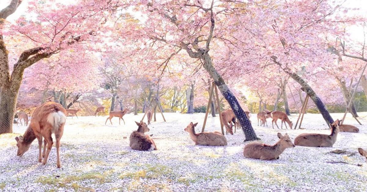 Photographer Stumbles Upon Deer Having a Day at the Park in Japan With No People Around