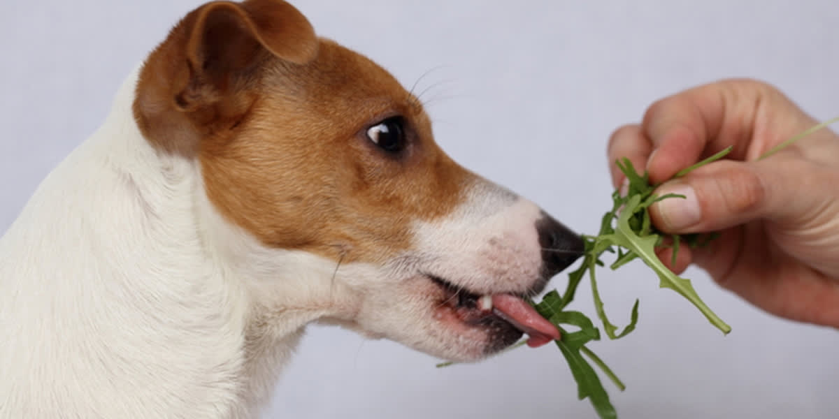 8 Superfoods For A Healthier Dog
