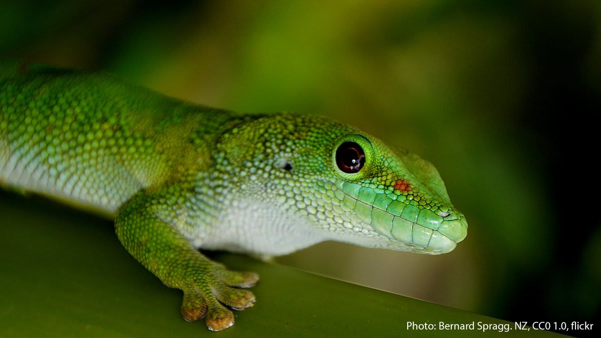 The Madagascar day gecko is one of the largest gecko species, growing ~10 in (25.4 cm) long. Like other arboreal geckos, it has ridges with millions of microscopic hairs on the underside of its toes. These help it cling to smooth, vertical surfaces as it climbs.🦎