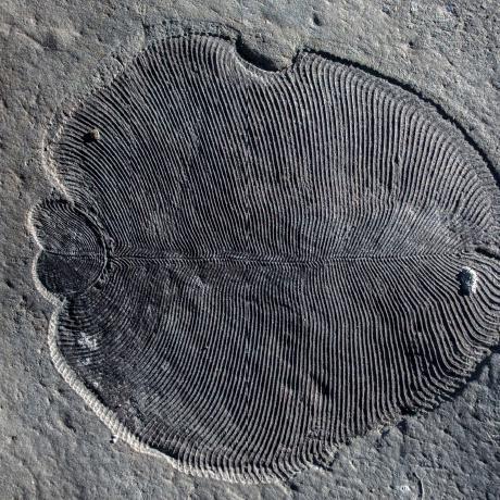 Cholesterol traces suggest these mysterious fossils were animals, not fungi