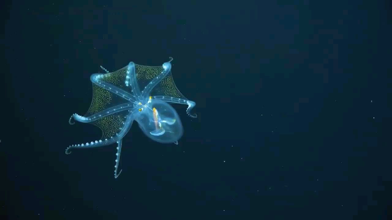 The glass octopus (Vitreledonella richardi) is a very rarely seen cephalopod found in tropical and subtropical waters around the world. The species gets its name from its nearly-transparent body—you can see straight through to the optic nerve, eyes and digestive tract.