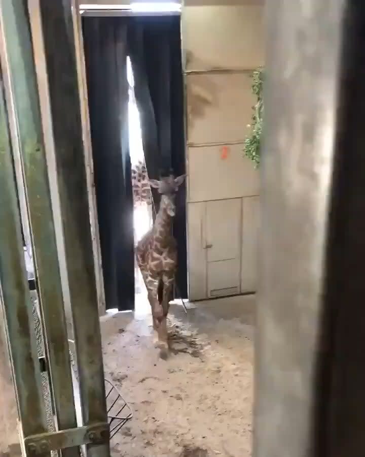 Papa Giraffe comes to the delivery room to see his newborn baby...