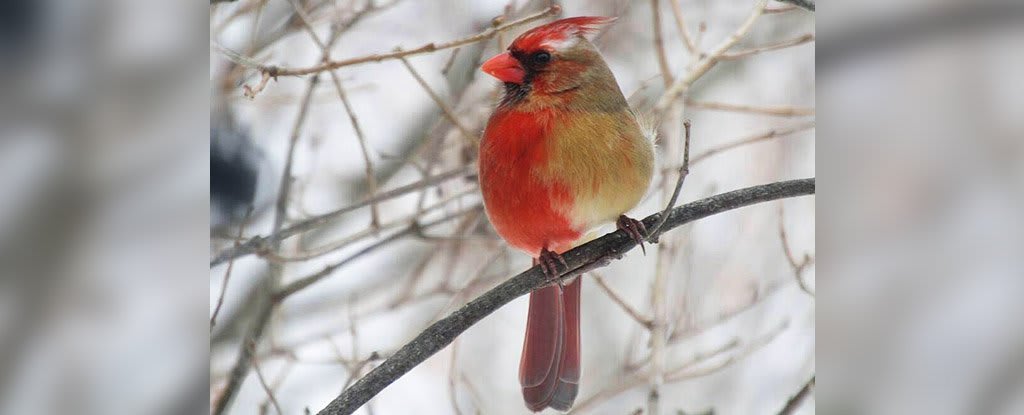 This Incredible Bird Is Half Male, Half Female And Totally Real