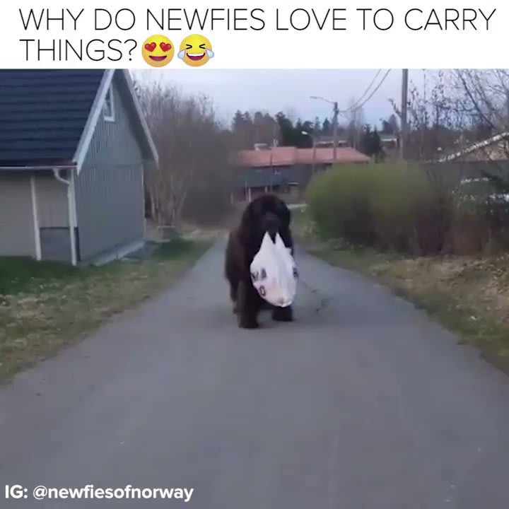 I love Newfies so much 😍