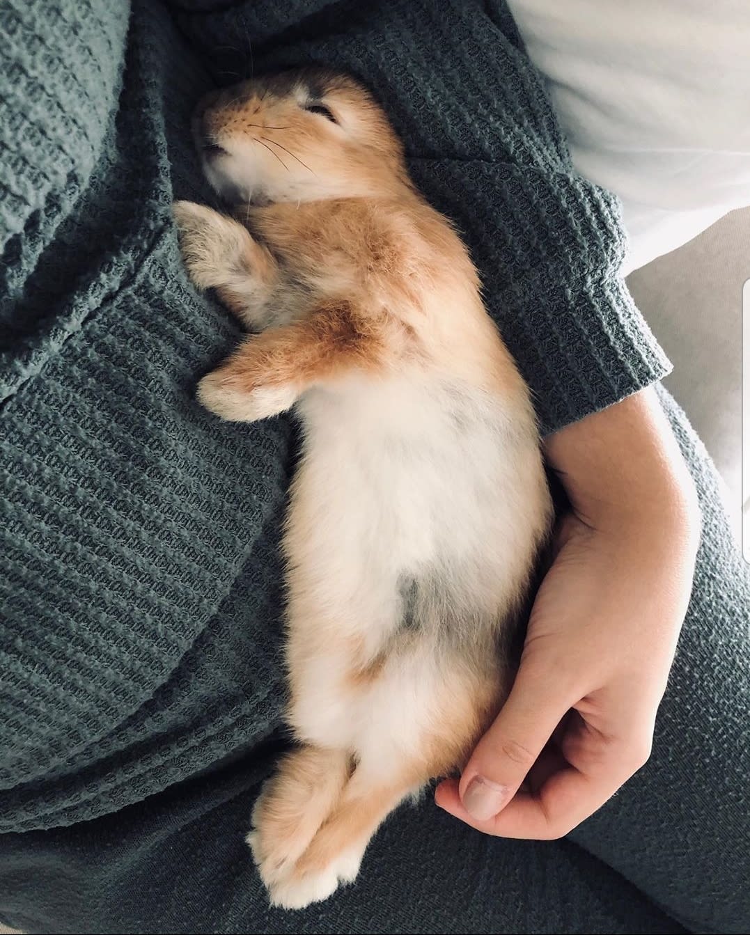 His first flop on my lap. Bun bun is comfy.
