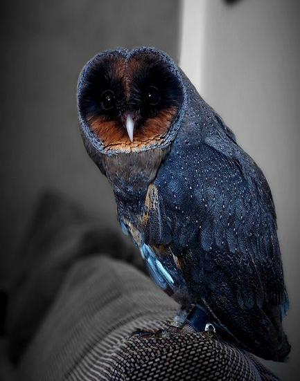 Pipi is a rare Black Barn Owl!
