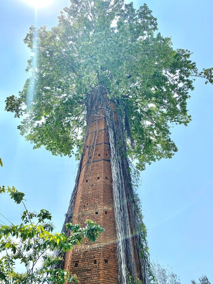 Banyan tree growing in a chimney in Berahampur, India...