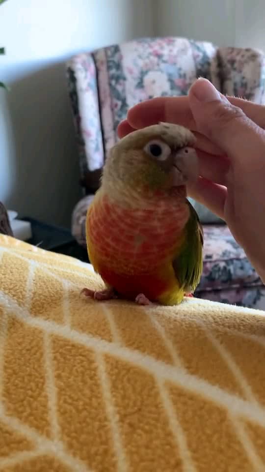 There is a challenge where you put your hand near your dog like you're going to pet them but don't actually pet them. Someone tried it on their bird and it was adorable.