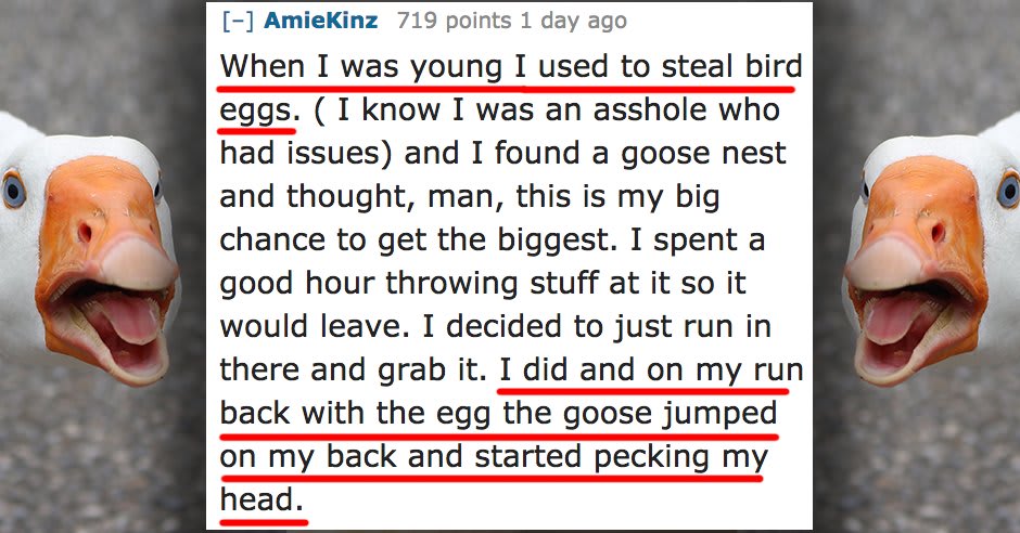 12 People Share Their Most Terrifying Run In With Geese (Seriously, It's F**ked Up)