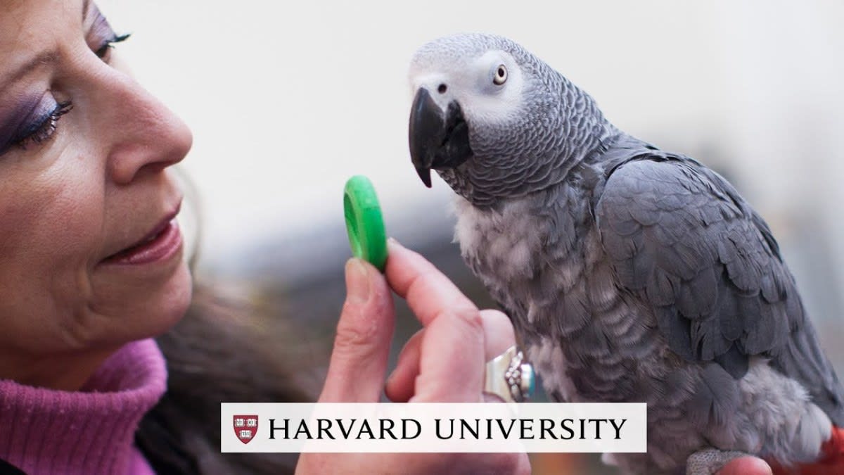Harvard study shows that Harvard kids are dumber than a grey parrot