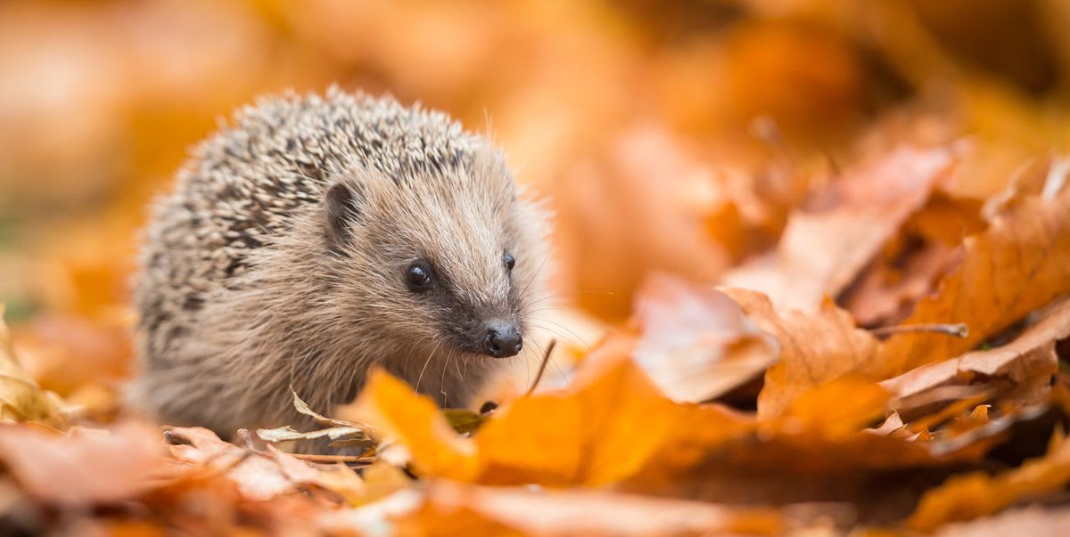 Hedgehogs haven't been hibernating properly this winter