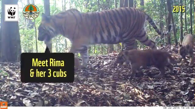 Today is GlobalTigerDay 🐯 We're incredibly excited to introduce you to Rima and her adorable cubs. Captured on camera in this never-before-seen footage from Central Sumatra. Visit https://t.co/lPMUrNzYqK and tell their story
