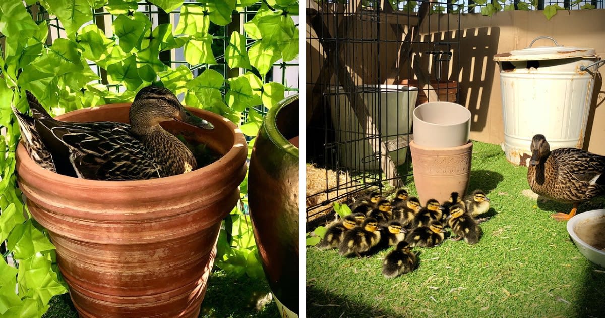 Duck Visits Same 7th-Story Balcony To Hatch Ducklings Twice During Lockdown