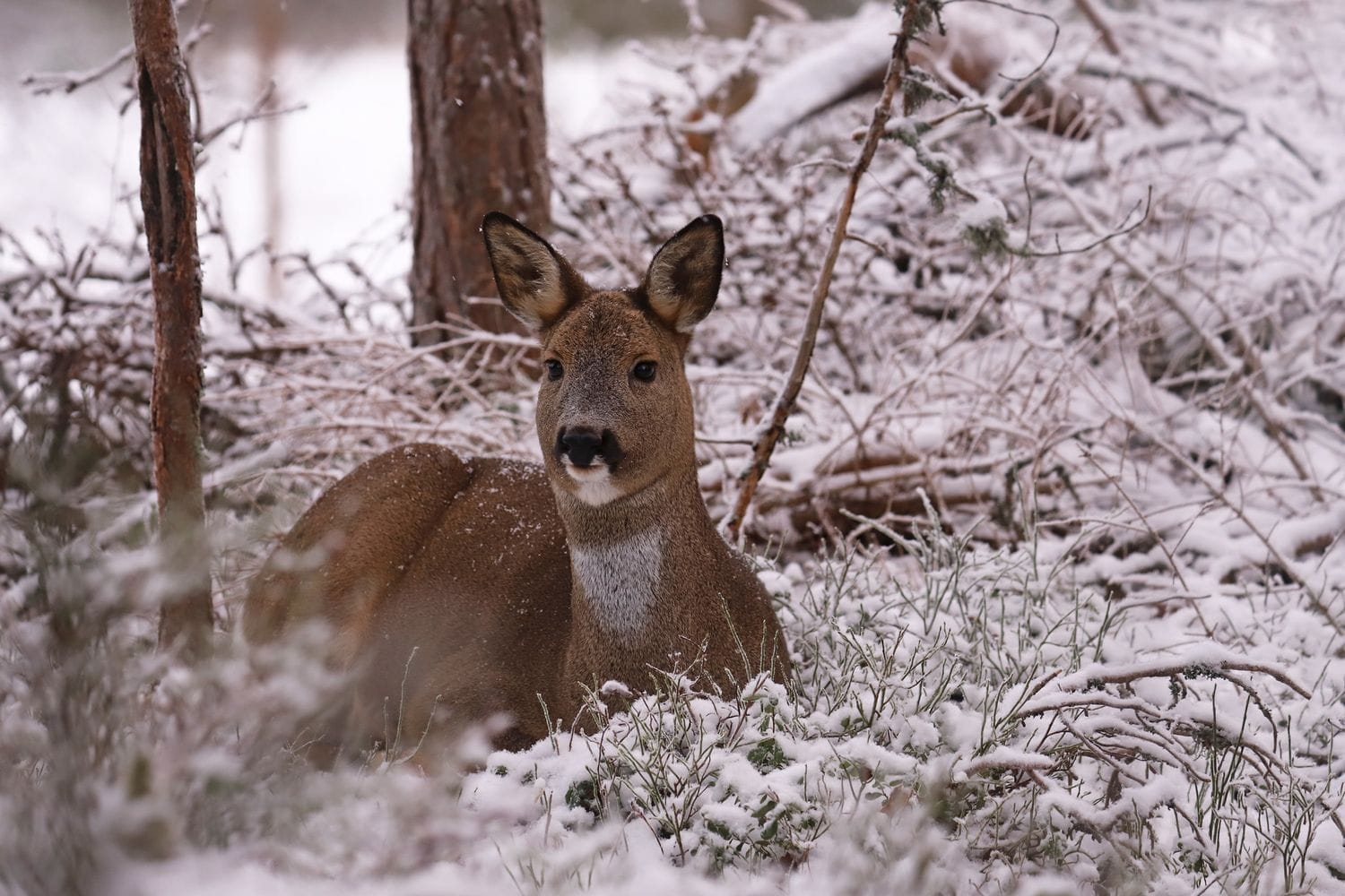 Sweden Roe Roe deer/rådjur. Värmland, Sweden (December 10, 2022).