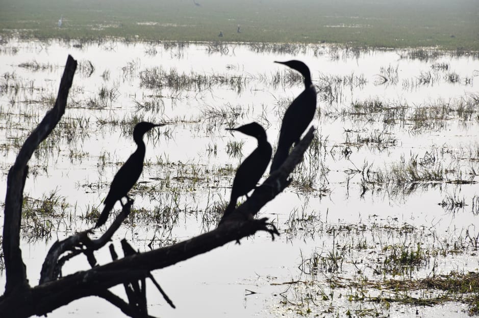 Bharatpur : Birds and Beyond